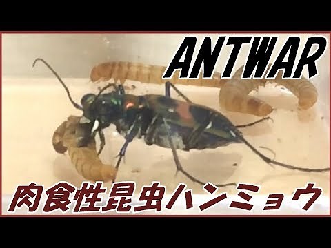 蟻戦争Ⅱ＃45 アリの天敵“ハンミョウ”とは？＆ジガバチとかいう奇妙な蜂。編～the enemy of ant “tiger beetle”～