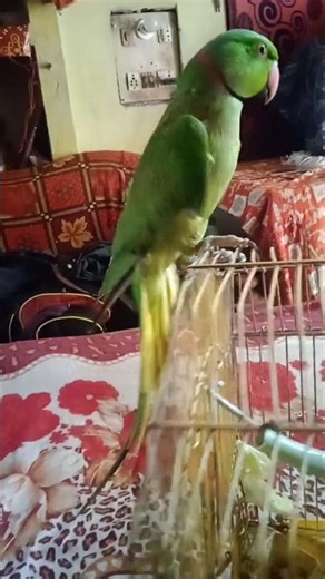 MAE MITHU THANK YOU BABY 🤱 #parrot #funny #petbird #@eusoubaroneshorts #@sunilkumarrai