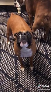 Does your Boxer bark funny? credit: https://www.tiktok.com/@paraprincess | I Love My Boxers