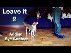 Leave it part 2- adding eye contact!