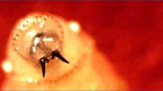 USDA, Army Corps of Engineers partner to build $750M facility in Texas to combat New World screwworm