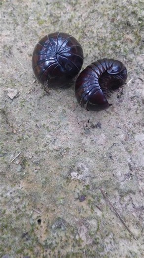 Cutest Scene Ever! Millipede Finds Its Treat 💖🍬 #millipedeworld #pillmillipede #shorts