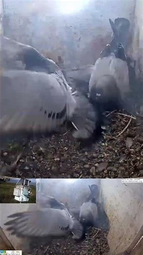 Pigeon Chick Practices Flapping — Wing Day in the Nest! 🐣💪