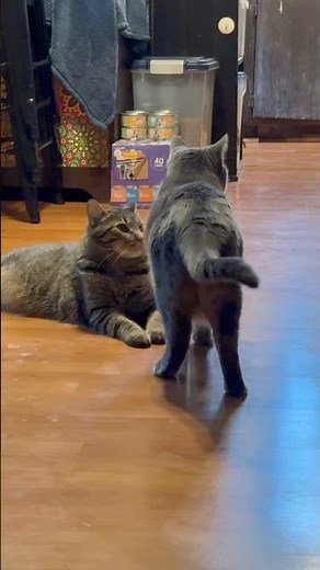 Make your day Cuter with these Absolutely Adorable & Hilarious Funny Cat Video Shorts #catsofyoutube