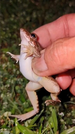 Catching a frogs wants to laugh | Funny frogs | Frog sound | Frog laughing meme 😅🐸🤏