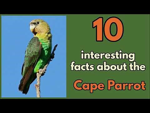 10 interesting facts about the CAPE PARROT