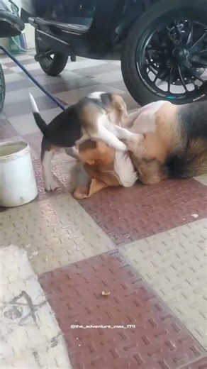 Like mother,like pup🐶💛🐾#Beagle#MotherAndPuppy#DogShorts#PetShorts#AdventureMax#DogMom#TrendingShorts