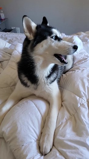HUSKIES saying I LOVE YOU #talkinghusky#huskysaysiloveyou#talkingdogsoftiktok#siberianhusky#huskytalk#huskytalking#dogtalk#dogsaysiloveyou#dogsays#fyp