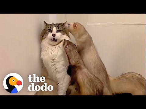 Cat Loves To Wrestle With His Five Ferret Siblings | The Dodo