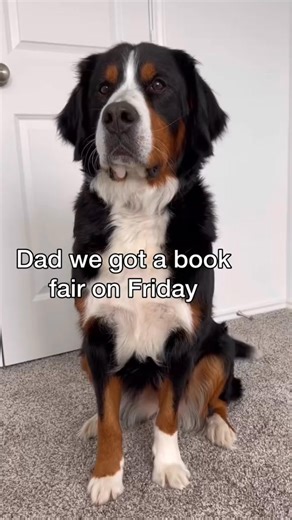 Derek’s biggest fears 😅 @Jason Banks #jasonbankscomedy #derek #bernesemountaindog #germanshepherd #baneandbrue #lifestyle #reelsviralシ #fblifestyle | Jonathan.Bane