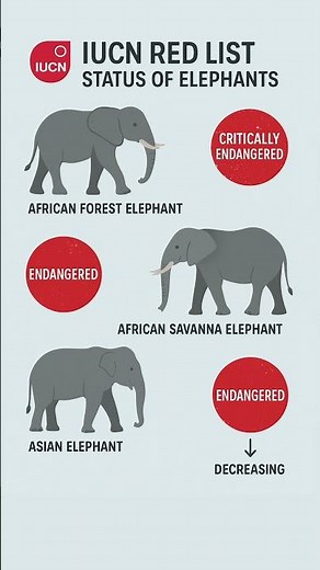 🌍 IUCN Status of Elephants | African & Asian Elephants Conservation