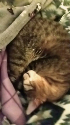 Always Innocent 😇 #shortsviral #crazily #catbreeds #kitty #catbaby #shorts #love #lovestatus