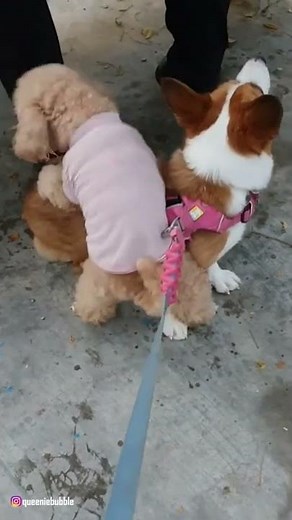 This is Why Dogs Hump Your Leg