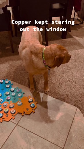 Copper the Talking Dog Outside Pool Moments