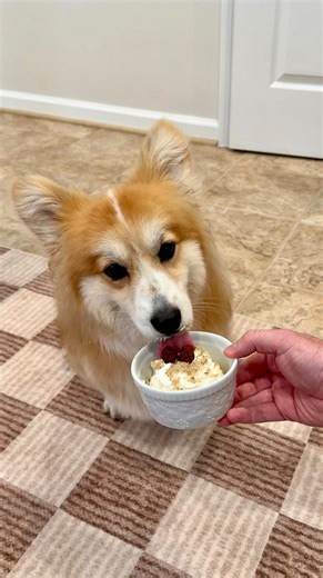 Hamilton & Olivia on Instagram: "We used to have trust issues... ...but now taking care of Hammy and Fiona’s oral hygiene is a breeze with the @pethonesty Fresh Breath Dental Powder. All I have to do is add one scoop to their breakfast or a fun, summer pup cup and their dental formula helps combat plaque and tartar, target gum inflammation and helps keep their teeth clean! You can get 25% off of the entire Pet Honesty product catalog when you use the link in our bio, so stock up for your pet! #p