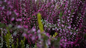 heather plant with flowers of different colors close-up. the frame moves nicely and smoothly. servant slow motion