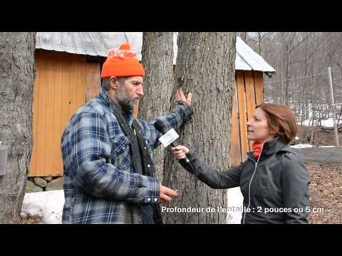 How to tap a sugar maple tree?