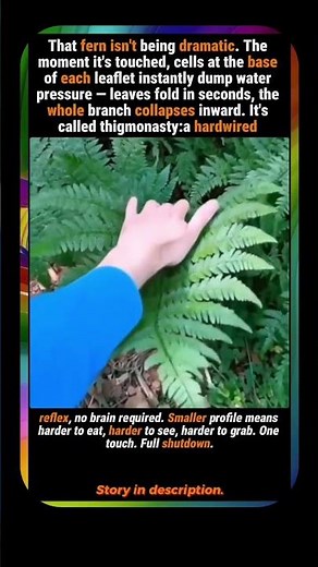 PLANT FEELS TOUCH