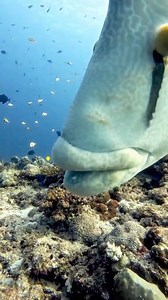 84K views · 1.3K reactions | Beautiful napoleon fish  #fypシ゚viralシfypシ゚ #fypreels #usa | Underwater Fishing life | Facebook