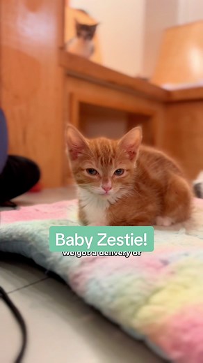 NEKO Cat Cafe on TikTok