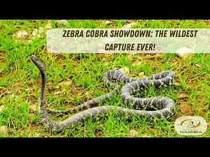 Zebra Cobra Showdown: The Wildest Capture Ever!