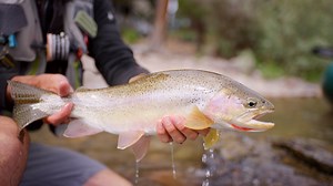 552K views · 2.1K reactions | When cool river water and peaceful streams are calling your name, we can help get you out there. Discover RVing. #GetOutThere Blackfoot River, Montana ✨ Featured RV: Thor Motor Coach Chateau | THOR Industries, Inc. | Facebook
