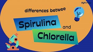 📌📚There are some differences between chlorella and spirulina: Chlorella is a unicellular organism, spherical in shape. It has a high level of omega-3 fatty acids and usually occurs in a dark green color.💚 Spirulina is a multicellular organism that is helix-shaped. It has a high level of omega-6 fatty acids and usually occurs in a blue-green color.💙 📌📚绿藻和蓝藻的区别： 绿藻也称为小球藻，是球状的单细胞真核生物。它含有奥米加三脂肪酸，颜色呈深绿色。💚 蓝藻也称为螺旋藻，是螺旋状多細胞原核生物。它含有奥米加六脂肪酸，颜色呈蓝绿色。💙 📌📚Terdapat beberapa perbezaan antara klorela 