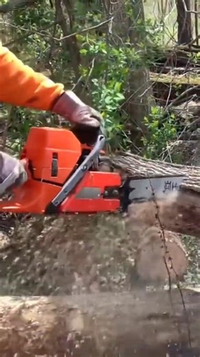 In this brief firewood video my firewood supplier/helper Darin uses his brother's Husqvarna 576XP chainsaw to buck a pile of ash logs into 16" long firewood rounds. Here's link to full version video: https://www.facebook.com/JoesPremiumFirewood/videos/145122710882972/ | Joe's Premium Firewood