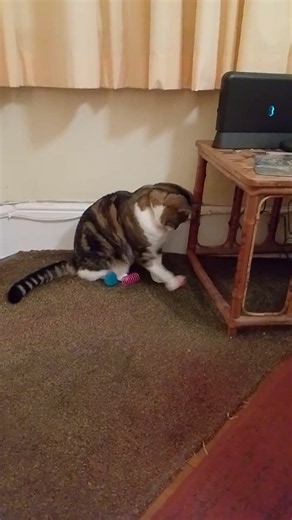 Cat delicate play technique #cat #cute #tabbycat