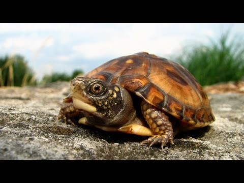 How to Take Care of a Turtle | Pet Turtles