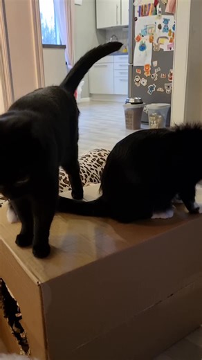 Meiltä kysytään usein miten ihmeessä on mahdollista, että kissat ja koirat tulevat niin hienosti juttuun keskenään. Meillä kissat ja koirat leikkivät yhdessä, hakevat namit sulassa sovussa ja kissat juoksevat aina ovelle vastaan, kun koirat tulevat ulkoa. Aika useinhan tilanne on se, että koirat ja kissat kyllä viihtyvät yhdessä, mikäli ovat saaneet rauhassa tutustua toisiinsa. Poikkeuksena hyvin riistaviettiset koirat, tai kissa, joka on koko aikuiselämänsä elänyt ilman koirakontakteja. Tällöin