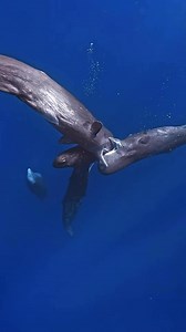 Today we lucky saw whale , what is whales doing? #diving #sealife #facebooklifestyle #fblifestyle #whales | Lyda