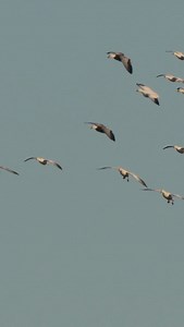 770 reactions · 12 shares | Who else is loving this spring snow goose madness? It's in full effect! - -  @matthewryancreative #snowgoose #springsnows #presleysoutdoors #waterfowlhunting #illinoisoutdoorstore #gooseseason #goosehunting | Presleys Outdoors | Facebook