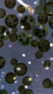 36K views · 2.9K reactions | These beautiful spheres are...