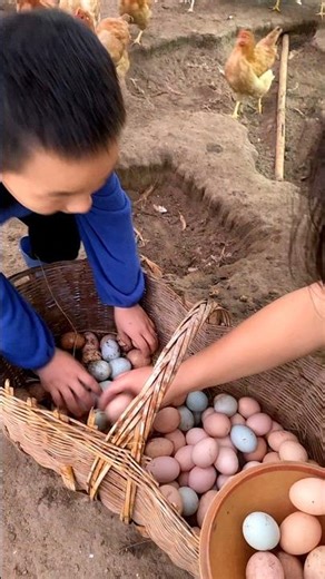 Amazing Chicken Eggs Picking #viral #animal #chicken #chickeneggs #eggs #harvest #poultryfarm