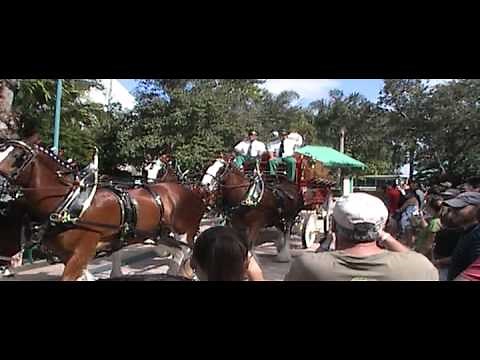 Clydesdale Horses at SeaWorld