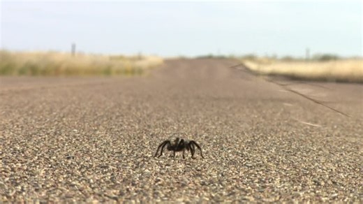 Thousands of tarantulas are searching for love in Colorado
