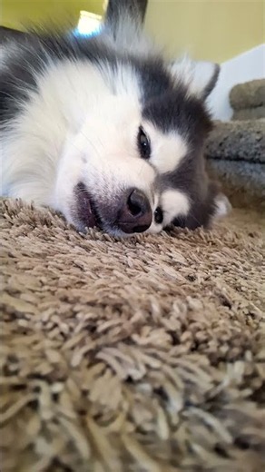 #funny #pets #ytshorts #cutedog #cute #husky #lifeisbutadream #ihavethisthingwithplants