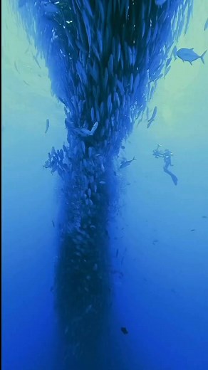 3.2K views · 121 reactions | Want fish to eat ? Take care of the reef  County of Maui Do not re open permits for harvesting of tropical reef fish in Maui County We fought hard to ban it, we are keeping the ban. We owe it to our future generations Video by @Pelayo Salinas | OCEAN DEFENDER - Hawaii | Facebook