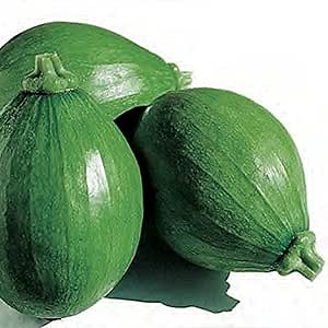 Squash Seeds - Korean, Summer - Teot Bat Put - Hybrid - 2 g Packet ~14 Seeds - Non-GMO, F1 Hybrid - Asian Garden Vegetable