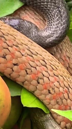 🐍🐍 The gray snake wrapped itself tightly around its prey after biting it. #new #NationalInstitute...