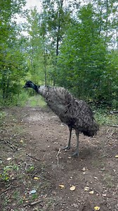 Useless Farm on Reels