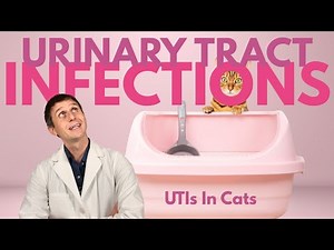Urinary Tract Infections (UTIs) In Cats