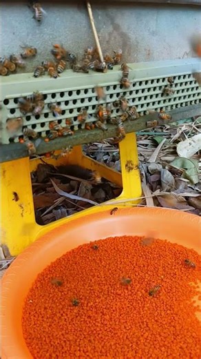 Pollen Trap Capturing Bee Pollen Live