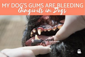 My Dog's Gums Are Bleeding - Gingivitis in Dogs - Causes & Treatment