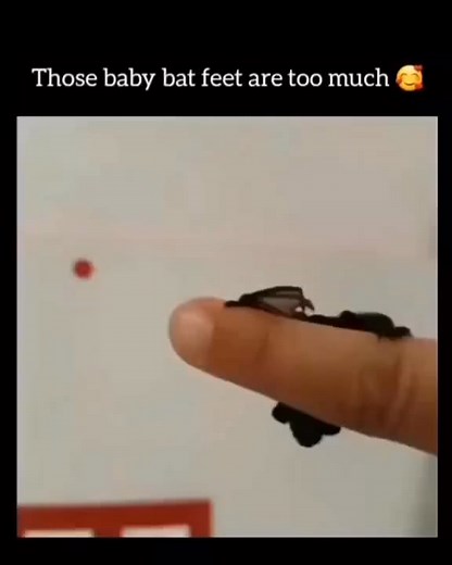 Midnight Rose Emporium on Reels