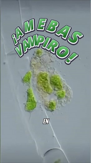 Have you heard of the Vampire Amoeba? #sciencecommunication #fungi #amoeba #microbiology #funfacts