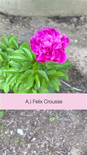 Peony Identification Game #shorts #ihavethisthingwithplants #gardening #peonies