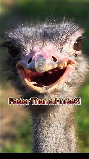 Ostriches Can Run Faster Than Horses?! Mind-Blowing Animal Fact