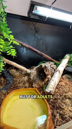 What size enclosure does a ball python actually need? 👀🐍